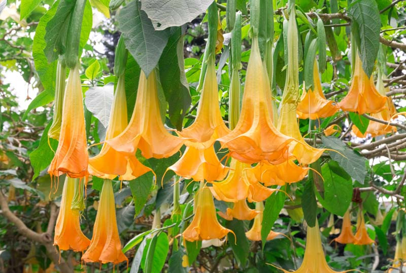 Brugmansia, Angel Trumpets, Angel's Trumpets, Brugmansia suaveolens, Brugmansia versicolor, Brugmansia candida, Brugmansia sanguinea, Flowering Shrub, Pink Flowers, Peach Flowers, Evergreen S
