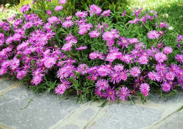 Lampranthus Spectabilis, Trailing Ice Plant, Drought tolerant perennials, purple perennial flowers, Evergreen perennial, Low maintenance perennial, perennial ground cover