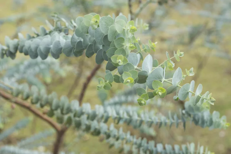 Eucalyptus pulverulenta 'Baby Blue', Florist Silver Dollar 'Baby Blue', Silver-Leaved Mountain Gum 'Baby Blue', Powdered Gum 'Baby Blue', Silver Mountain Gum 'Baby Blue', Evergreen Tree, Bark, Blue leaves, Fragrant Tree