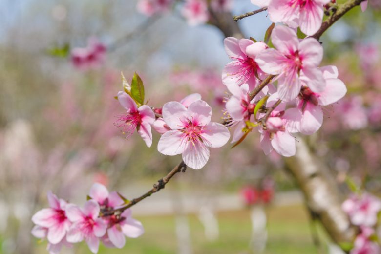 Prunus persica 'Harvester', Peach 'Harvester', Peach Tree, Flowering Tree, Fruit Tree
