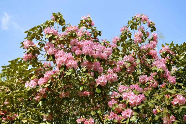 Rhododendron 'Christmas Cheer', 'Christmas Cheer' Rhododendron, Early Season Rhododendron, Pink Rhododendron, Pink Flowering Shrub, Evergreen Rhododendron
