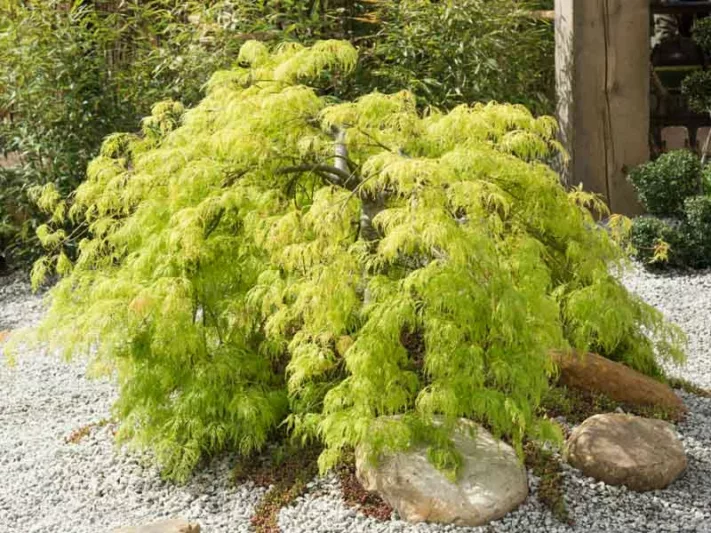 Acer palmatum Dissectum Viride Group, Japanese Maple 'Viridis', Laceleaf Japanese Maple 'Viridis', Cutleaf Japanese Maple 'Viridis', Threadleaf Japanese Maple 'Viridis', Acer palmatum 'Dissectum Viridis', Acer palmatum var. dissectum 'Viridis', Acer 'Viridis', Fall Color, Japanese Maple
