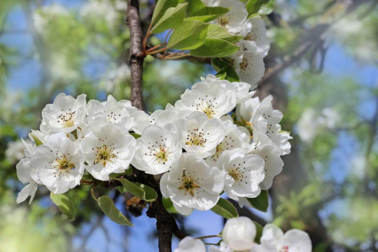 Pyrus communis 'Red Sensation Bartlett', Pear 'Red Sensation Bartlett', Red Sensation Bartlett Pear, Pyrus 'Red Sensation Bartlett', European Pear, Common Pear, Wild Pear, Choke, Red Pear