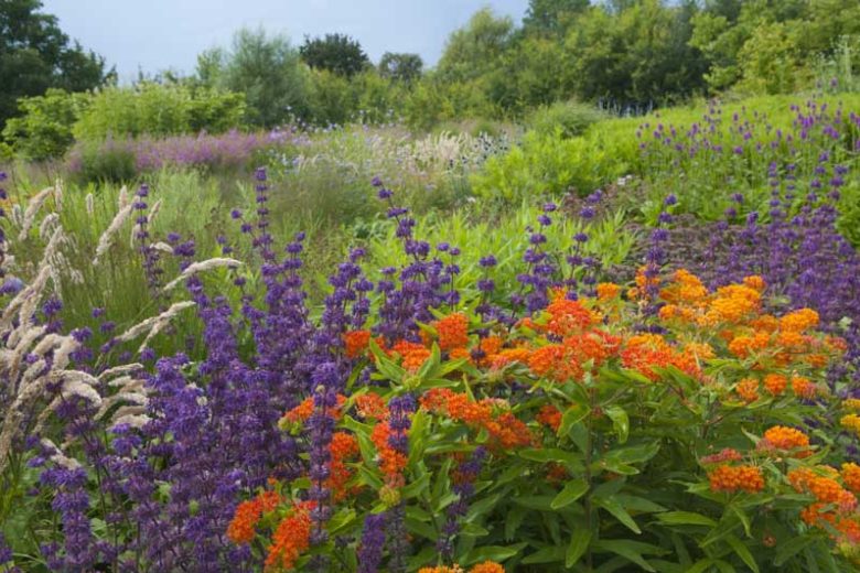 Butterfly Milkweed, Butterfly Weed, Asclepias Tuberosa, Butterfly Flower, Orange Flowers, Milkweed, Milkweed Plant