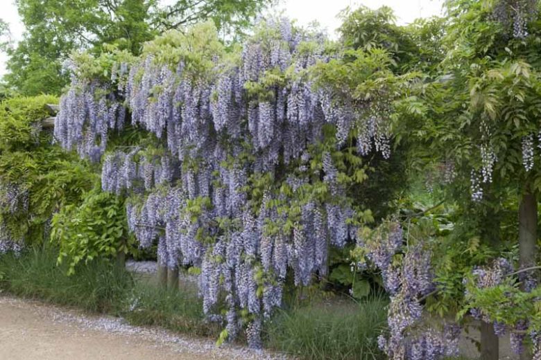 Wisteria Floribunda 'Macrobotrys',Japanese Wisteria 'Macrobotrys', Wisteria floribunda 'Multijuga', Japanese wisteria 'Multijuga',Fragrant Vines, Blue Wisteria, Purple Wisteria