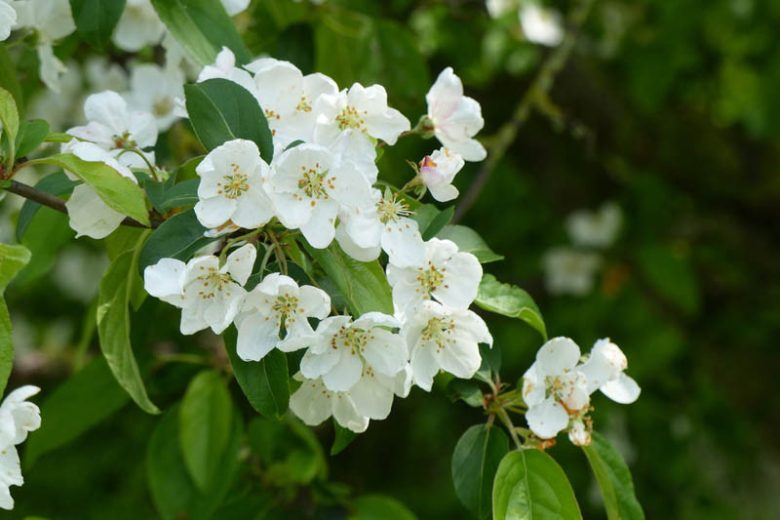 Malus × zumi 'Professor Sprenger', Crabapple 'Professor Sprenger', Crab Apple 'Professor Sprenger', Malus 'Professor Sprenger', Fragrant Shrub, Fragrant Tree, Red fruit, Red berries, Winter fruits