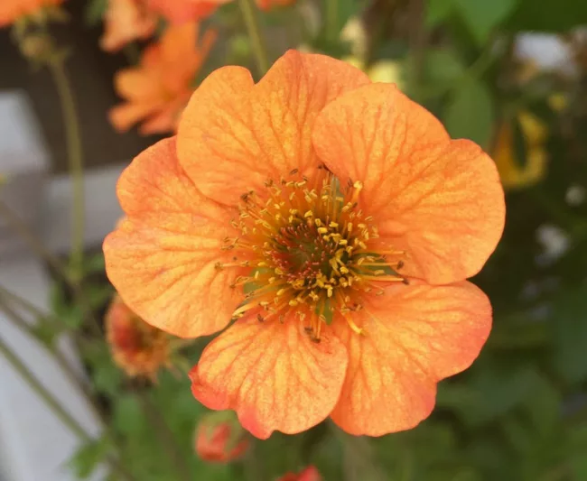 Geum Totally Tangerine, Totally Tangerine Avens, Orange Geum, Orange Avens, Orange Flowers