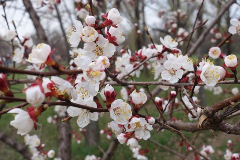 Prunus armeniaca 'Early Golden', Apricot 'Early Golden', Early Golden Apricot, Flowering Tree, Fruit Tree