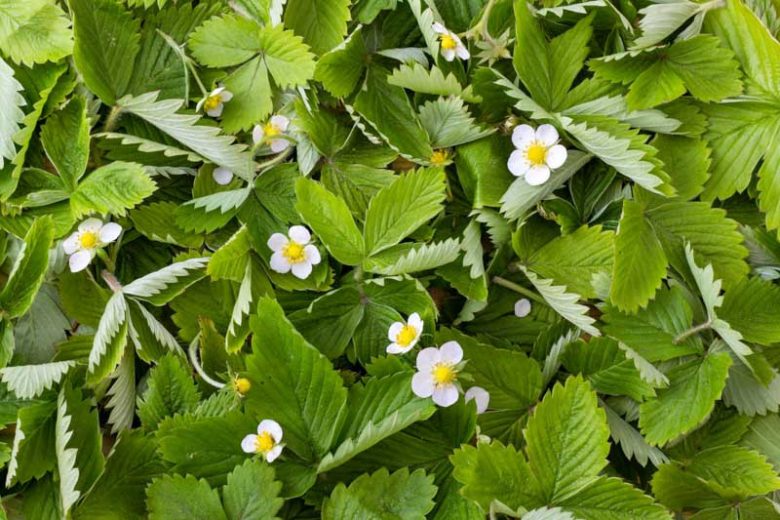 Fragaria vesca Mara des Bois, Wild Strawberry 'Mara des Bois', Alpine Strawberry 'Mara des Bois', Fraise Des Bois 'Mara des Bois', Wood Strawberry 'Mara des Bois', evergreen shrub, Strawberries, Red Fruit, White flowers