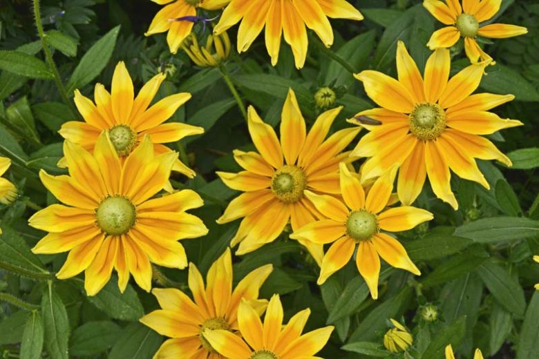 Prairie Sun Black Eyed Susan, Prairie Sun, Gloriosa Daisy Prairie Sun, Rudbeckia Prairie Sun, Rudbeckia hirta Prairie Sun, Award-winning perennial