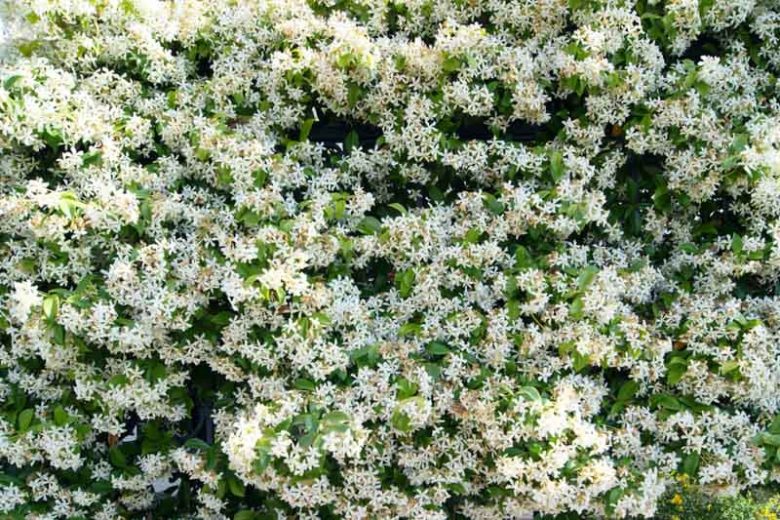 Chinese Ivy, Chinese Jasmine, Star Jasmine, Confederate Jasmine, Jasmin Rhynchospermum, Jasmin Rhyncospermum