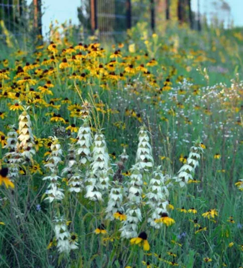 Rudbeckia Triloba, Brown-Eyed Susan, Native Black-Eyed Susan, Thin-Leaved Rudbeckia, Thin-Leaf Coneflower, Branched Coneflower, late summer perennial, golden flowers, yellow perennial