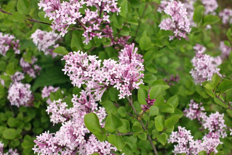Syringa Meyeri 'Palibin', Lilac 'Palibin', Meyer Lilac 'Palibin', Dwarf Korean Lilac, Pink Lilac, Purple lilac