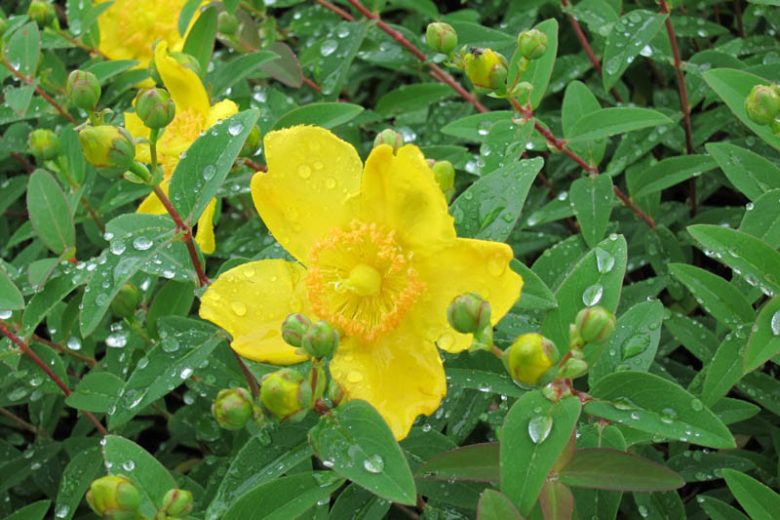 Hypericum x hidcoteense 'Hidcote', St. John's Wort 'Hidcote', Hypericum patulum 'Hidcote', Hypericum 'Hidcote', Hypericum 'Hidcote Gold', Evergreen Shrub, yellow flowers, Hypericum, St John's Wort