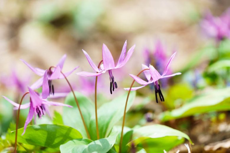 Dog's Tooth Violet, Trout Lily, Adder's Tongue, Fawn Lily, Erythronium, Erythronium dens canis, Erythronium californicum, erythronium revolutum, Spring flowers, Shade plants