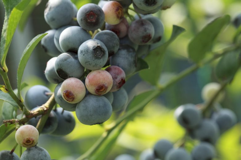 Vaccinium ashei, Rabbiteye Blueberry, Rabbit-Eye Blueberry, Blueberries, Fruiting Shrubs