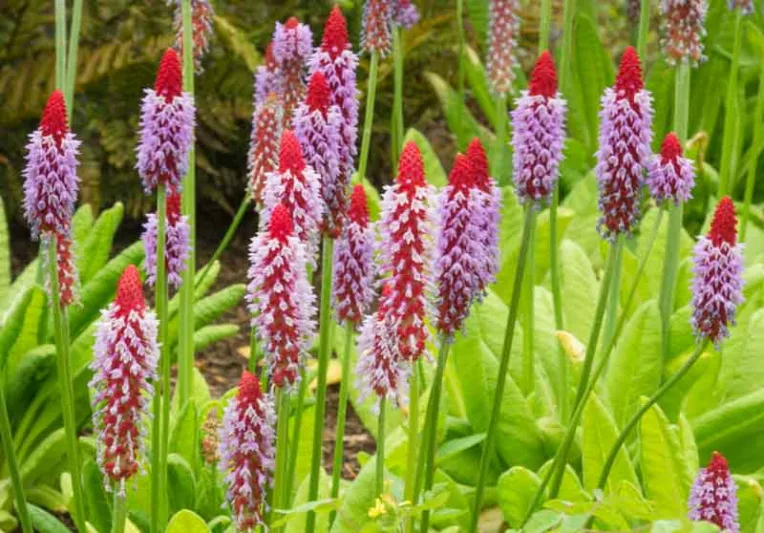 Primula Vialii, Orchid Primrose, Vial's Primrose, Primula Littoniana, Red-Hot Poker Primrose, Chinese Pagoda Primrose, Shade plants, shade perennial, plants for shade, plants for wet soils