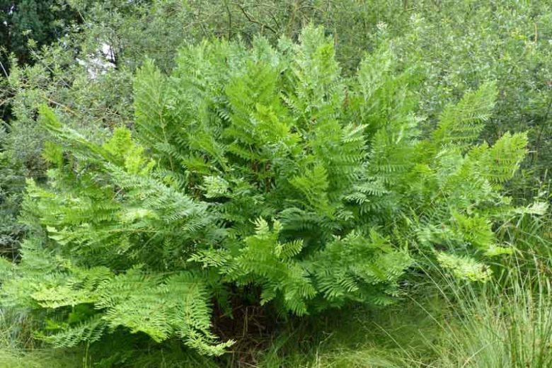 Osmunda Regalis,Royal Fern, Blooming Fern, Bog Onion, Buckhorn Brake, Common Flowering Fern, Ditch Fern,  Kidney Fern, King Fern, Osmund Royal, Royal Osmund Fern, Rusty Fern, Water Fern, Shade plants, shade perennial, plants for shade, plants for wet soils