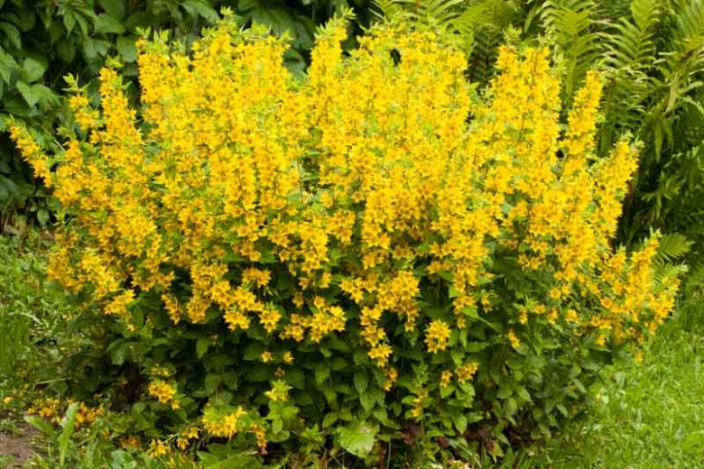 Lysimachia Punctata,Yellow Loosestrife, Whorled Loosestrife, Garden Loosestrife, Dotted Loosestrife, Yellow flowers