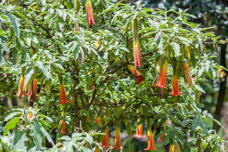 Brugmansia sanguinea, Red Angel's Trumpet, Flowering Shrub, Red Flowers, Scarlet Angel’s Trumpet