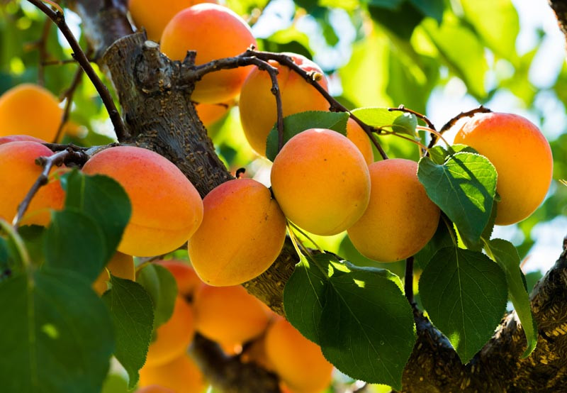 Apricot, Apricots, Prunus persica