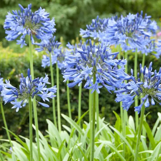 Agapanthus 'Midnight Star', African Lily 'Midnight Star', Lily of the Nile 'Midnight Star', Agapanthus 'Navy Blue', Agapanthus campanulatus 'Navy Blue', Blue Agapanthus
