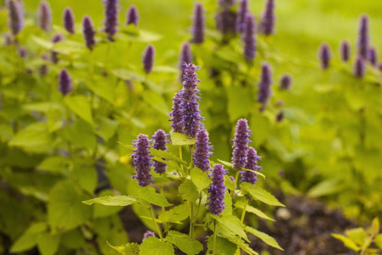 Agastache Rugosa Golden Jubilee, Giant Hyssop Golden Jubilee, Anise Hyssop Golden Jubilee, Korean Mint Golden Jubilee, Purple Agastache, Purple Hyssop, Purple Korean Mint