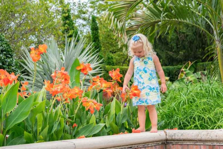 Canna 'Orange Punch', Indian Shot 'Orange Punch', Canna Lily 'Orange Punch', Canna x generalis 'Orange Punch', Canna Lily bulbs, Canna lilies, Orange Canna Lilies, Orange Flowers