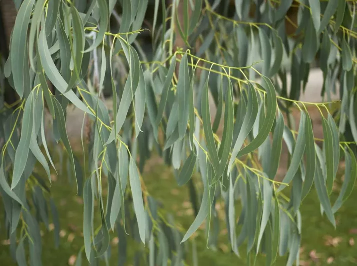 Eucalyptus perriniana, Spinning Gum, Silver Dollar Gum, Round-Leafed Gum, Evergreen Tree, Bark, White Bark