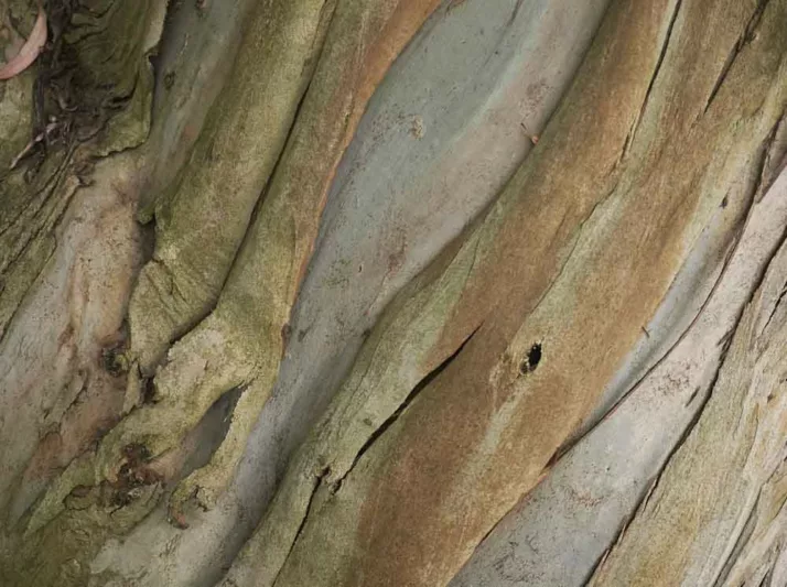 Eucalyptus perriniana, Spinning Gum, Silver Dollar Gum, Round-Leafed Gum, Evergreen Tree, Bark, White Bark