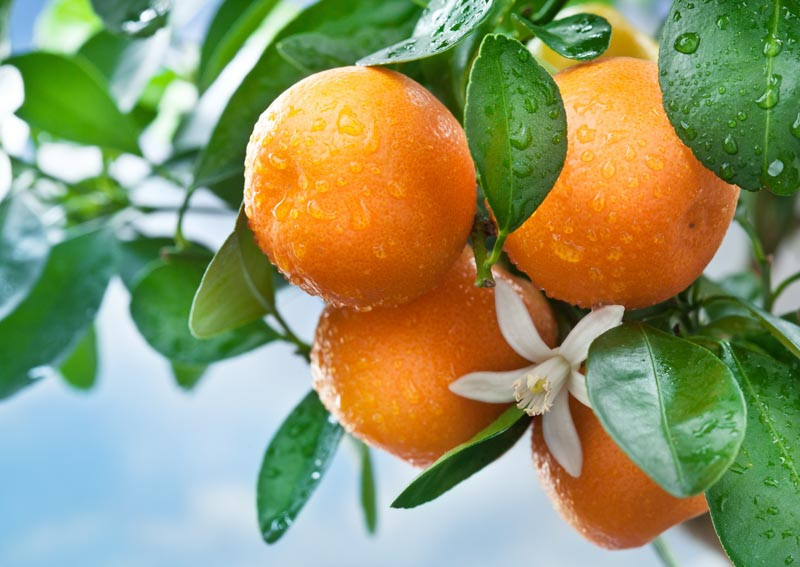 Citrus, Lemon, Citron, Lime, Orange, Grapefruit, Clementine, Mandarine, Kumquat