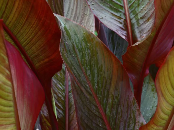 Canna 'Australia', Indian Shot 'Australia', Canna Lily 'Australia', Canna x generalis 'Australia', Canna Lily bulbs, Canna lilies, Pink Canna Lilies, Pink Flowers, Salmon Canna Lilies, Salmon Flowers
