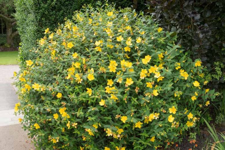 Hypericum x hidcoteense 'Hidcote', St. John's Wort 'Hidcote', Hypericum patulum 'Hidcote', Hypericum 'Hidcote', Hypericum 'Hidcote Gold', Evergreen Shrub, yellow flowers, Hypericum, St John's Wort
