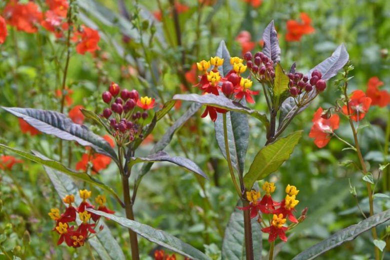 Asclepias curassavica 'Silky Deep Red', Tropical Milkweed 'Silky Deep Red', Bloodflower 'Silky Deep Red', Blood Flower 'Silky Deep Red', Cotton Bush 'Silky Deep Red', Hierba de la Cucaracha 'Silky Deep Red', Mexican Butterfly Weed 'Silky Deep Red', Redhead 'Silky Deep Red', Scarlet Milkweed 'Silky Deep Red', Wild Ipecacuanha 'Silky Deep Red'