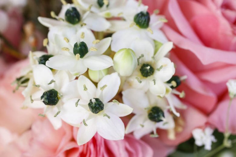 Ornithogalum arabicum, Arabian Star Flower, Arabian StarFlower, Arab's Eye, Lesser Cape-Lily, White flowers, Star of Bethlehem