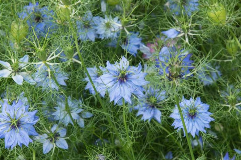 Nigella damascena, Love-In-A-Mist, Bird's Nest, Blue Crown, Blue Spiderflower, Chase-The-Devil, Devil In A Bush, Devil In The Bush,  Garden Fennel, Jack In Prison, Jack In The Green, Katherine's Flower, Kiss-Me-Twice-Before-I-Rise, Lady In The Bower, Love-In-A-Puzzle, Love-In-A-Tangle, St Catherine's Flower