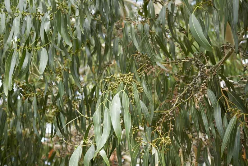 Eucalyptus gunnii, Cider Gum, Cider Tree, Tasmanian Cider Tree, Evergreen Tree, Bark, Aromatic LeavesEucalyptus dalrympleana, Mountain Gum, Broad-Leaved Kindling Bark, Broad-Leaved Ribbon Gum, Evergreen Tree, White Bark, Aromatic Leaves