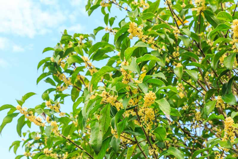 Osmanthus, Fragrant Olive, Fragrant Tea Olive, Kwei, Sweet Olive, Sweet Tea, Tea Olive, Osmanthus fragrans, Osmanthus heterophyllus, Holly Osmanthus, Holly Olive, Chinese Holly, False Holly,