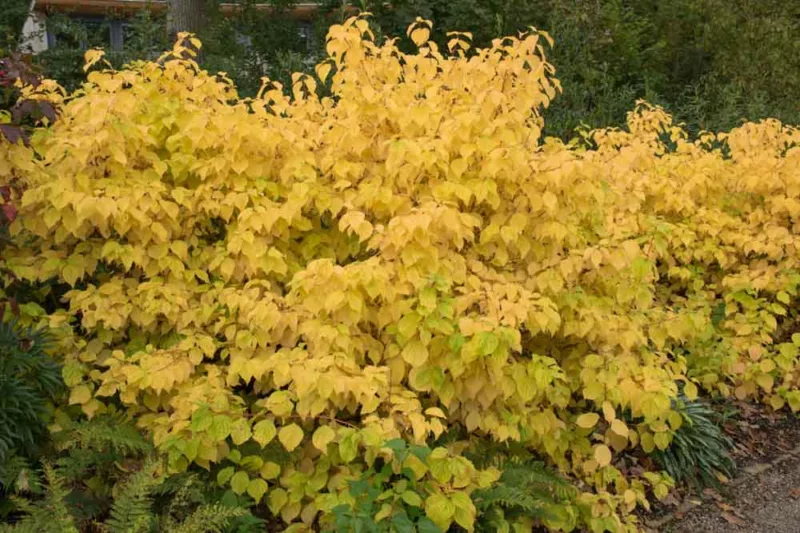 Cornus Sanguinea 'Magic Flame', Bloodtwig Dogwood 'Magic Flame', European Dogwood 'Magic Flame', Dogwood 'Magic Flame', Deciduous Shrubs, Foliage, Fall color, Winter color, Red bark, Orange Bark, Berries