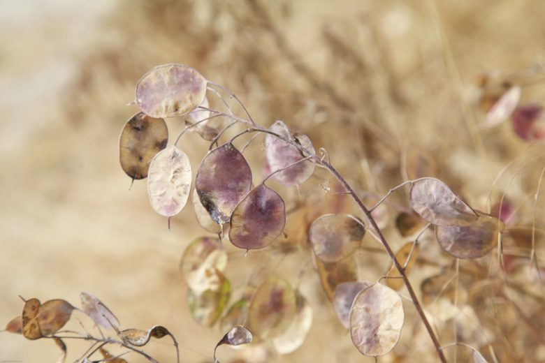 Lunaria Annua, Honesty, Silver Dollar, Dollar Plant, Money Plant, Moonwort, Lunaria, Lunaria Biennis, Dried Flowers, Biennial plant, Purple Flower, Seed Pod