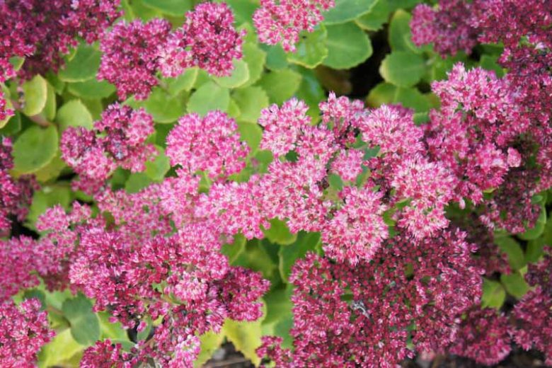 Sedum 'Brilliant', Stonecrop 'Brilliant', Hylotelephium spectabile 'Brilliant', Sedum spectabile 'Brilliant', Showy Stonecrop 'Brilliant', Pink Sedum, AGM Sedum