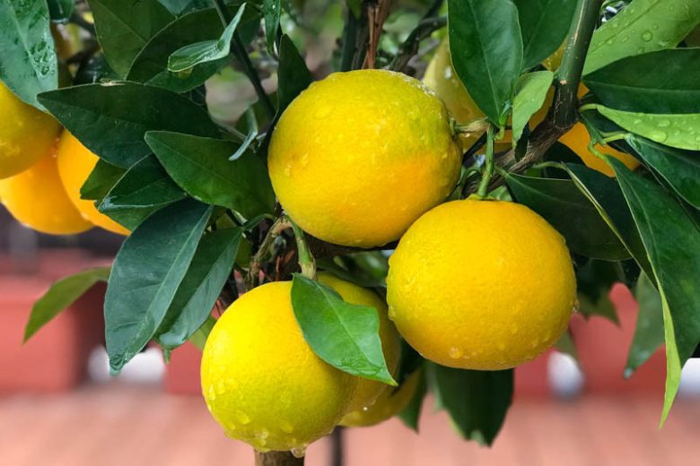 Citrus sinensis 'Moro', Blood Orange, Moro Blood Orange, Citrus 'Moro'