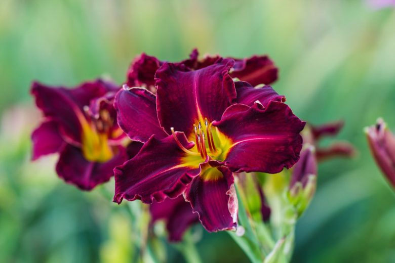 Hemerocallis Bela Lugosi, Daylily Bela Lugosi, Day Lily Bela Lugosi, Bela Lugosi Daylily, Midseason Daylily, Purple daylilies, Purple Daylily, Day Lilies, Purple flowers, Purple Hemerocallis