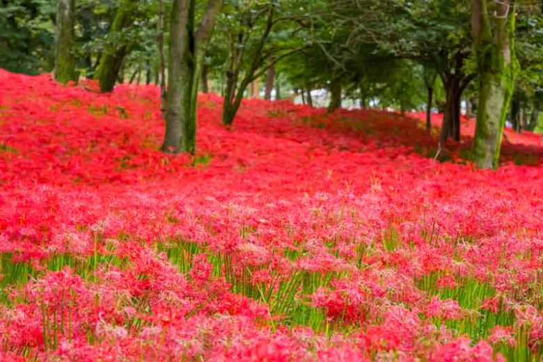 Lycoris radiata, Red Spider Lily, Golden Spider Lily, White Spider Lily, Spider Lily, Magic Lily, Surprise Lily, Lycoris aurea, Lycoris squamigera, Lycoris albiflora