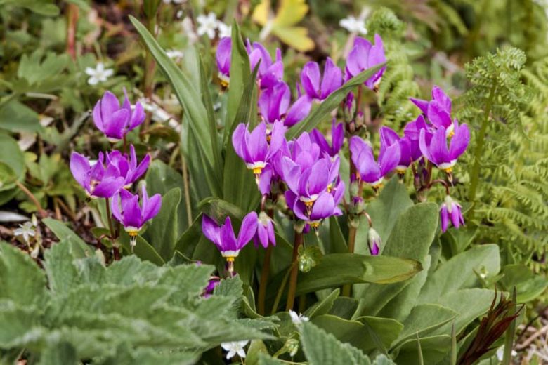 Dodecatheon pulchellum, Dark Throat Shooting Star, Few-flower Shooting Star, Western Shooting Star, Dodecatheon littorale, Dodecatheon pulchellum radicatum, Dodecatheon radicatum