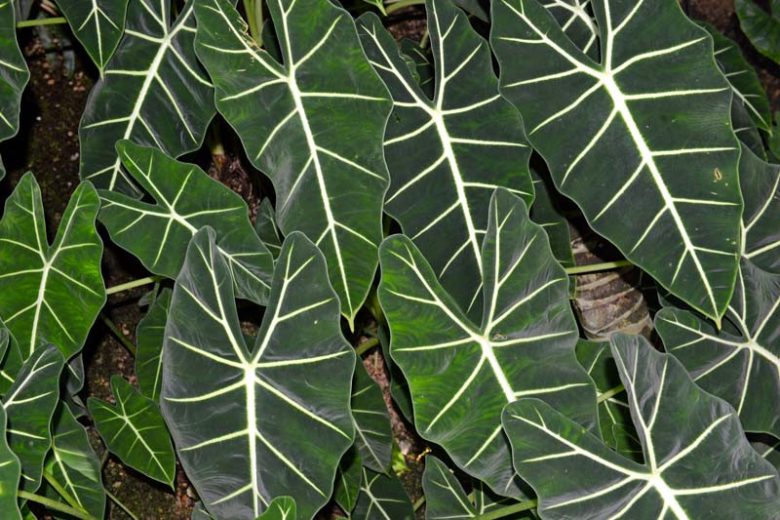 Alocasia amazonica, Amazonian Elephant Ear, African Mask, Evergreen Tropical, Houseplant