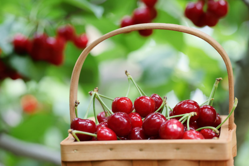 Cherries, Sweet Cherries, Tart Cherries, Sour Cherries, Pie Cherries, Prunus avium, Prunus cerasus, Cherry Trees, Flowering Trees, Fruit Trees, Summer Fruit