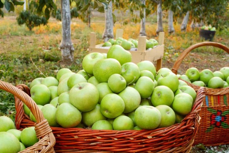 Malus domestica 'Granny Smith', Apple 'Granny Smith', Granny Smith Apple, Malus 'Granny Smith', Green Apple, White flowers,