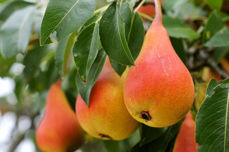 Pyrus communis, European Pear, Asian Pear, Common Pear, Wild Pear, Choke, Yellow Pear, Green Pears, White Flowers