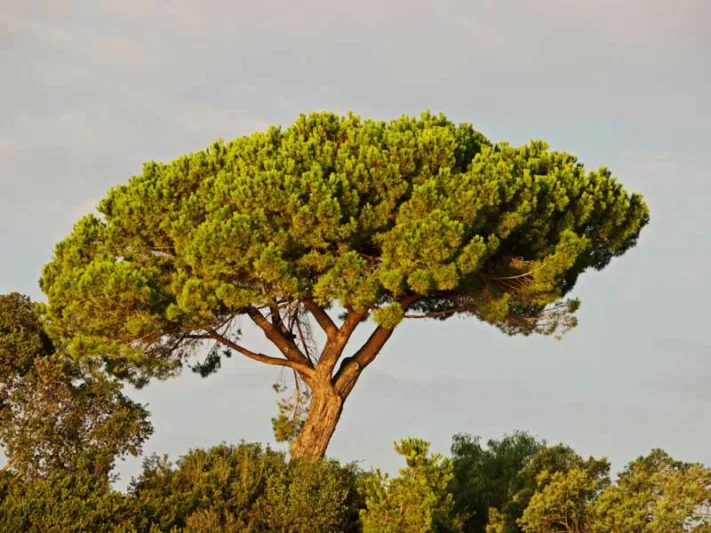 Pinus pinea, Italian Stone Pine, Stone Pine, Umbrella Pine, Evergreen Conifer, Evergreen Shrub, Evergreen Tree,